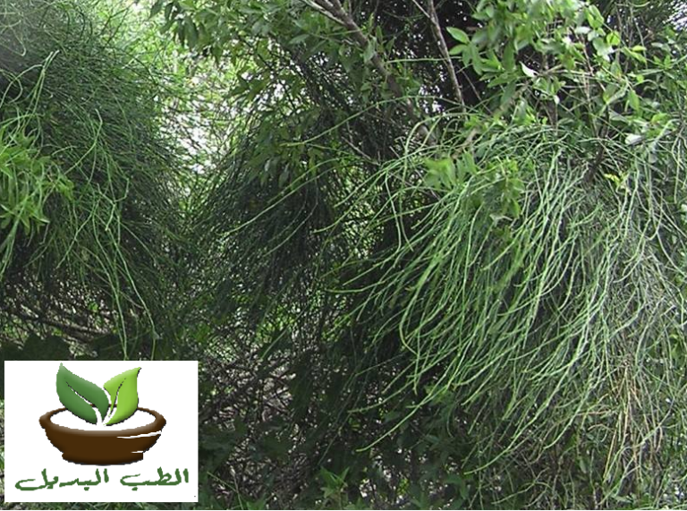 فوائد عشبة العلندة لسرطان الثدي