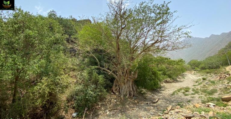 النباتات الغازية في السعودية