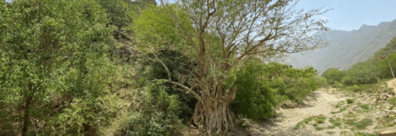 النباتات الغازية في السعودية