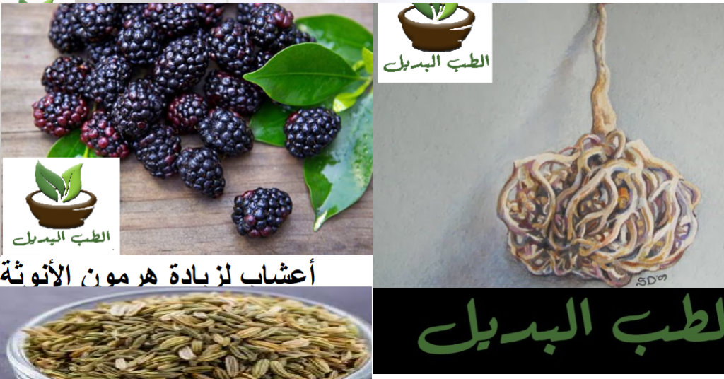 أعشاب لزيادة هرمون الأنوثة
