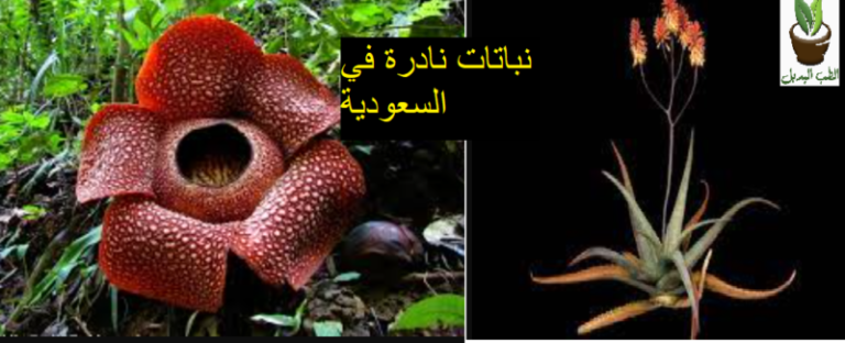 نباتات نادرة في السعودية