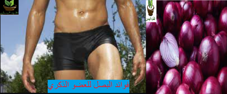 فوائد البصل للعضو الذكري
