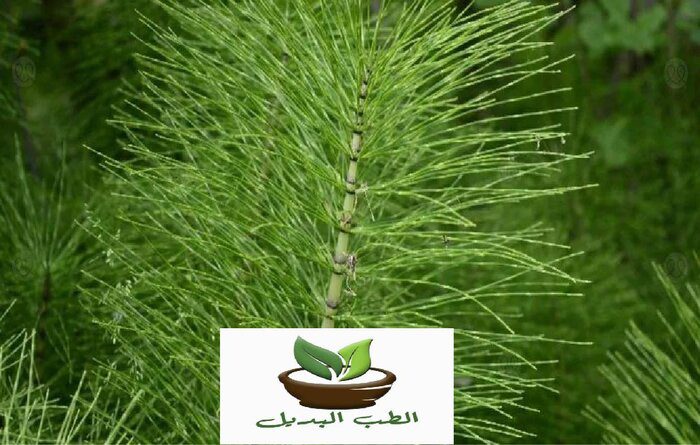 فوائد عشبة ذيل الحصان للنساء - الطب البديل