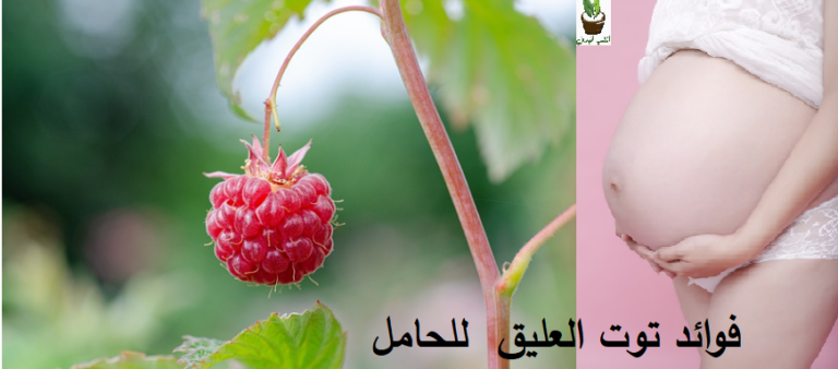 فوائد توت العليق للحامل