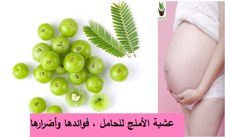 عشبة الأملج للحامل: الفوائد والأضرار